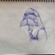Walrus Walrus
