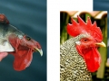 chickfish