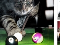 poolcat