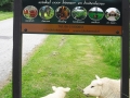 De Blokeend sticker